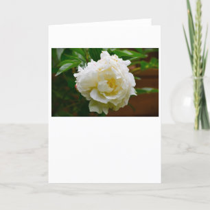 Cartão Peony, carta