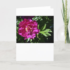 Cartão Peony, carta