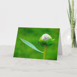 Cartão Peony, carta