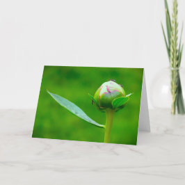 Cartão Peony, carta