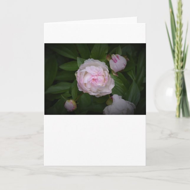 Cartão Peony, carta (Frente)