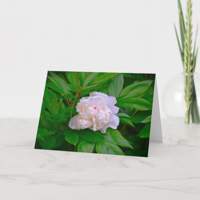 Cartão Peony, carta (Frente)