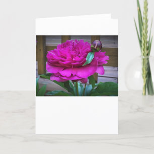 Cartão Peony, carta