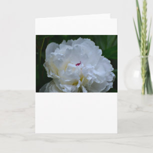 Cartão Peony, carta