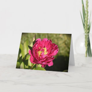 Cartão Peony, carta