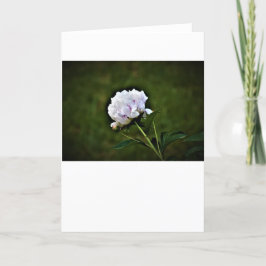 Cartão Peony, carta