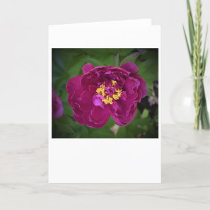 Cartão Peony, carta