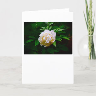 Cartão Peony, carta