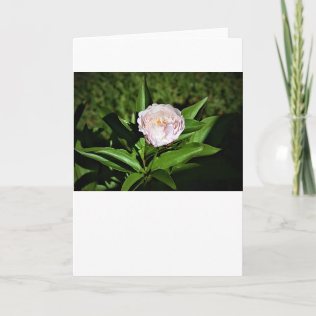 Cartão Peony, carta (Frente)