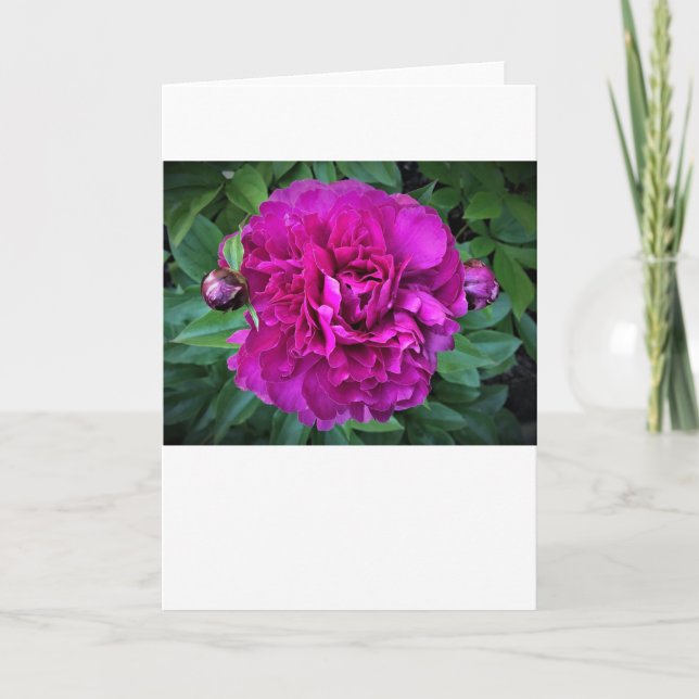 Cartão Peony, carta (Frente)