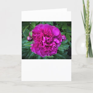 Cartão Peony, carta