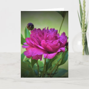 Cartão Peony, carta