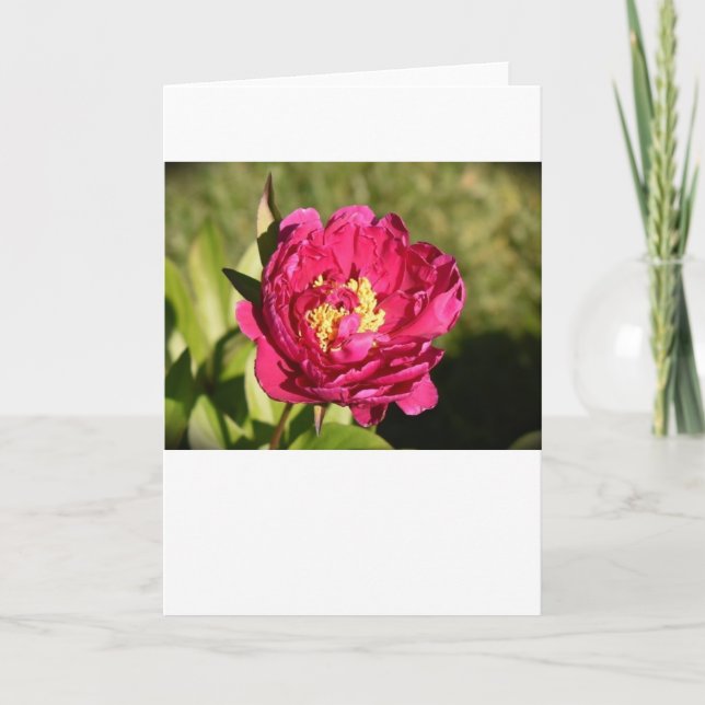 Cartão Peony, carta (Frente)