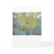 Peony, carta