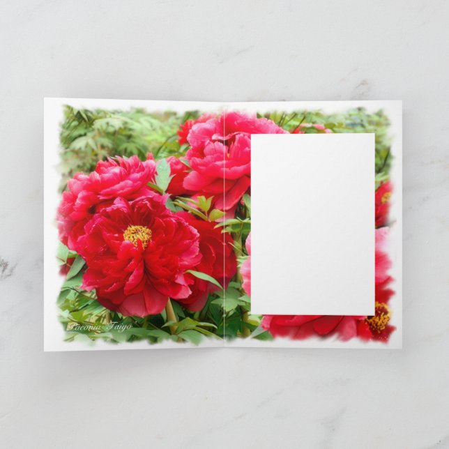 Cartão Peony chinês [Cartão de Saudação] カ ド (Interior)