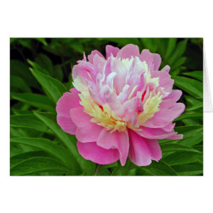 Cartão Peony Flower