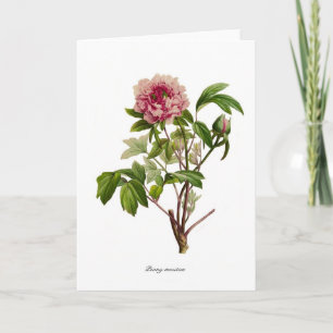 Cartão Peony moutan