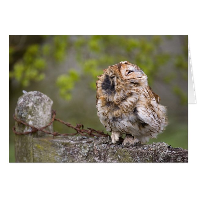 Cartão Pequena Bola Fluff (Frente Horizontal)