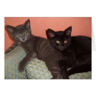 Cartão Pequena Cinza e Pequeno Negro