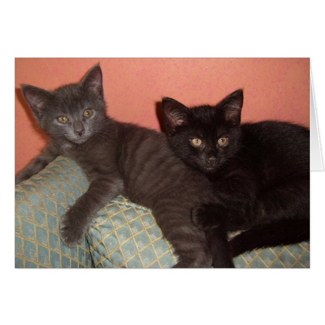 Cartão Pequena Cinza e Pequeno Negro (Frente Horizontal)