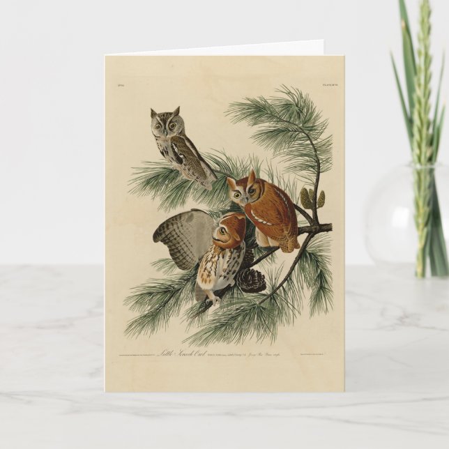 Cartão Pequena Coruja das Aves da América de Audubon (Frente)