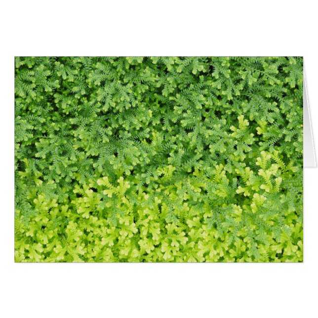 Cartão Pequena farinha tropical (Frente Horizontal)