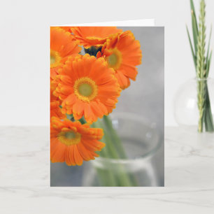 Cartão Pequena Filadélfia Fotografia Orange Daisy em Ca