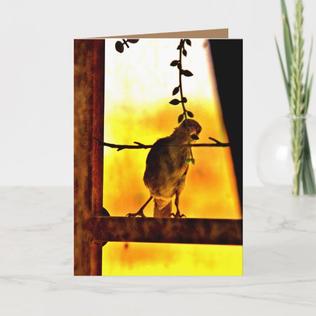 Cartão Pequena Finch (Frente)