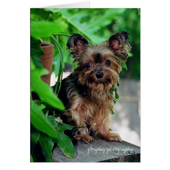 Cartão Pequena, gloriosa fotografia (Frente)