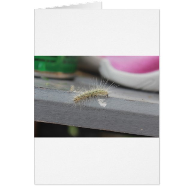 Cartão Pequena lagarta (Frente)