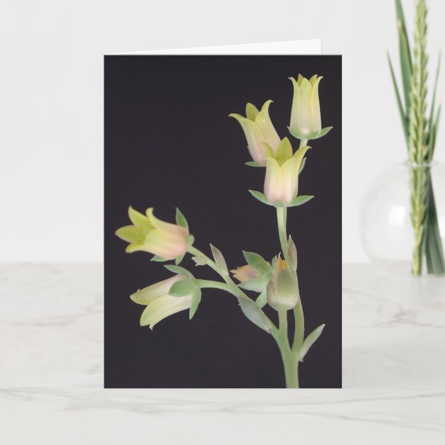 Cartão Pequenas floridas durante a Quaresma (Frente)