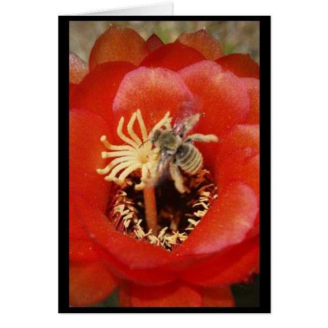 Cartão Pequeno almoço da abelha (Frente)