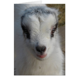 Cartão Pequeno Amigo Bonito