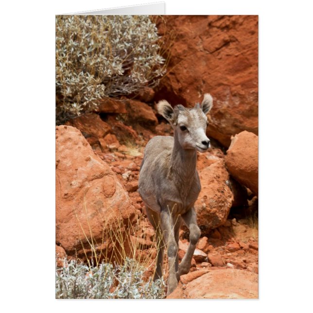 Cartão Pequeno Cavalo Grande (Frente)