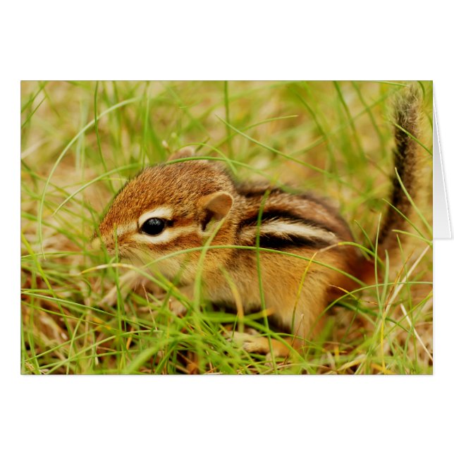 Cartão Pequeno Chipmunk minúsculo do bebê (Frente Horizontal)