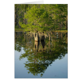 Cartão Pequeno cipress 1