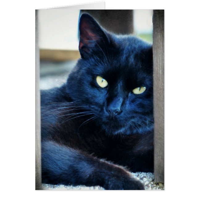 Cartão Pequeno Gatinho Preto (Frente)