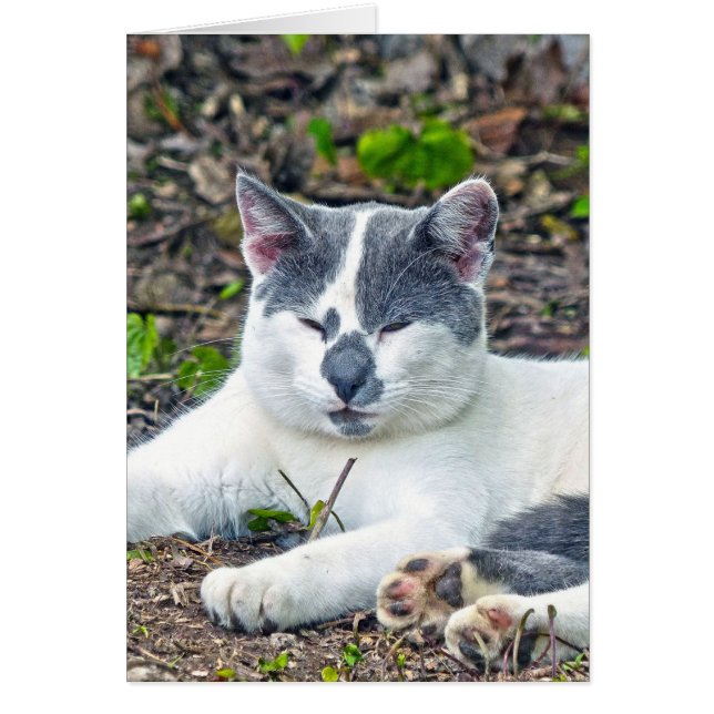 Cartão Pequeno Mister Pants (Frente)