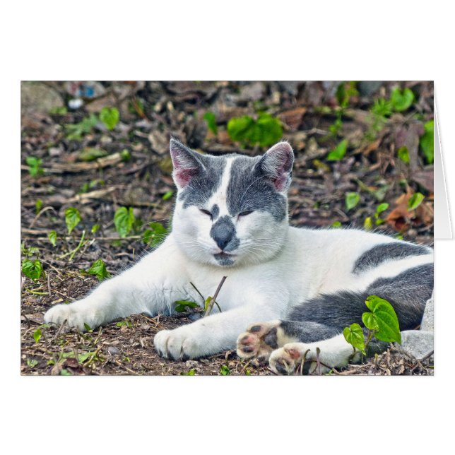 Cartão Pequeno Mister Pants (Frente Horizontal)