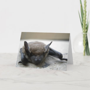 Cartão Pequeno morcego (Myotis lucifugus)