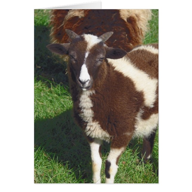 Cartão Pequeno No Verão (Frente)