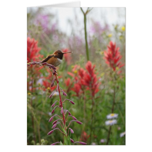 Cartão Pequeno pássaro gordo (Frente)