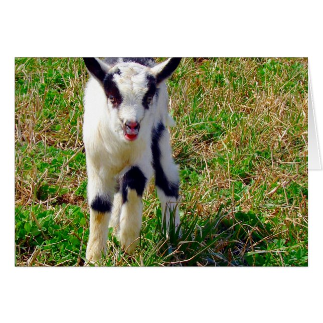 Cartão Pequeno Ponto (Frente Horizontal)