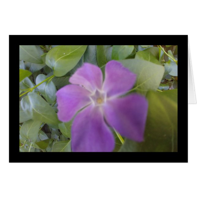 Cartão Pequeno Sangue Roxo-Canção do Sol. 8:6 Greet. Cart (Frente Horizontal)