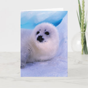 Cartão Pequeno Selo de Harp Coberto em Flocos de Neve