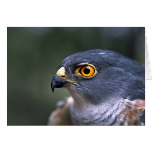 Cartão Pequeno Sparrowhawk