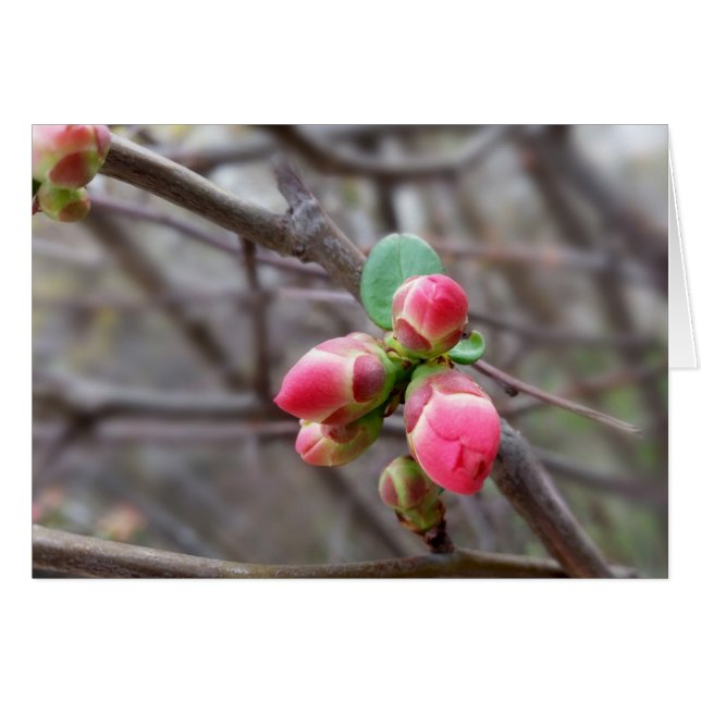Cartão pequenos botões vermelhos (Frente Horizontal)