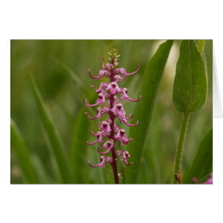 Cartão Pequenos Elefantes Vermelhos.Colorado 05