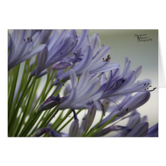 Cartão Pequenos Sangue(5.0)