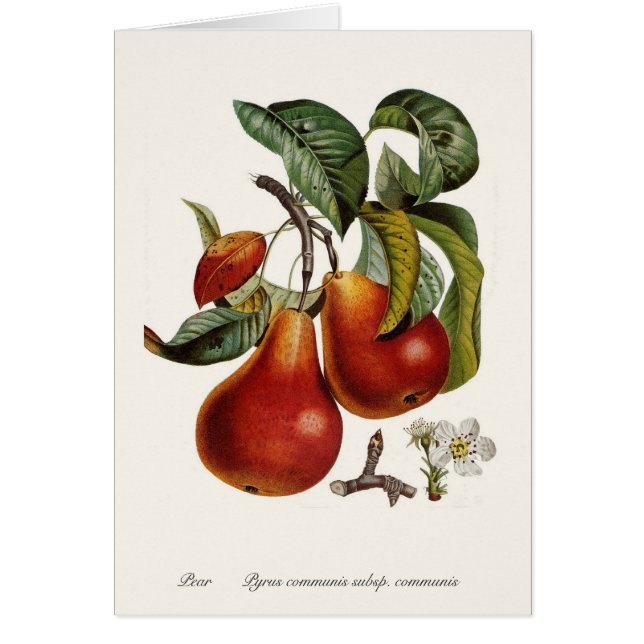 Cartão Pera (Frente)